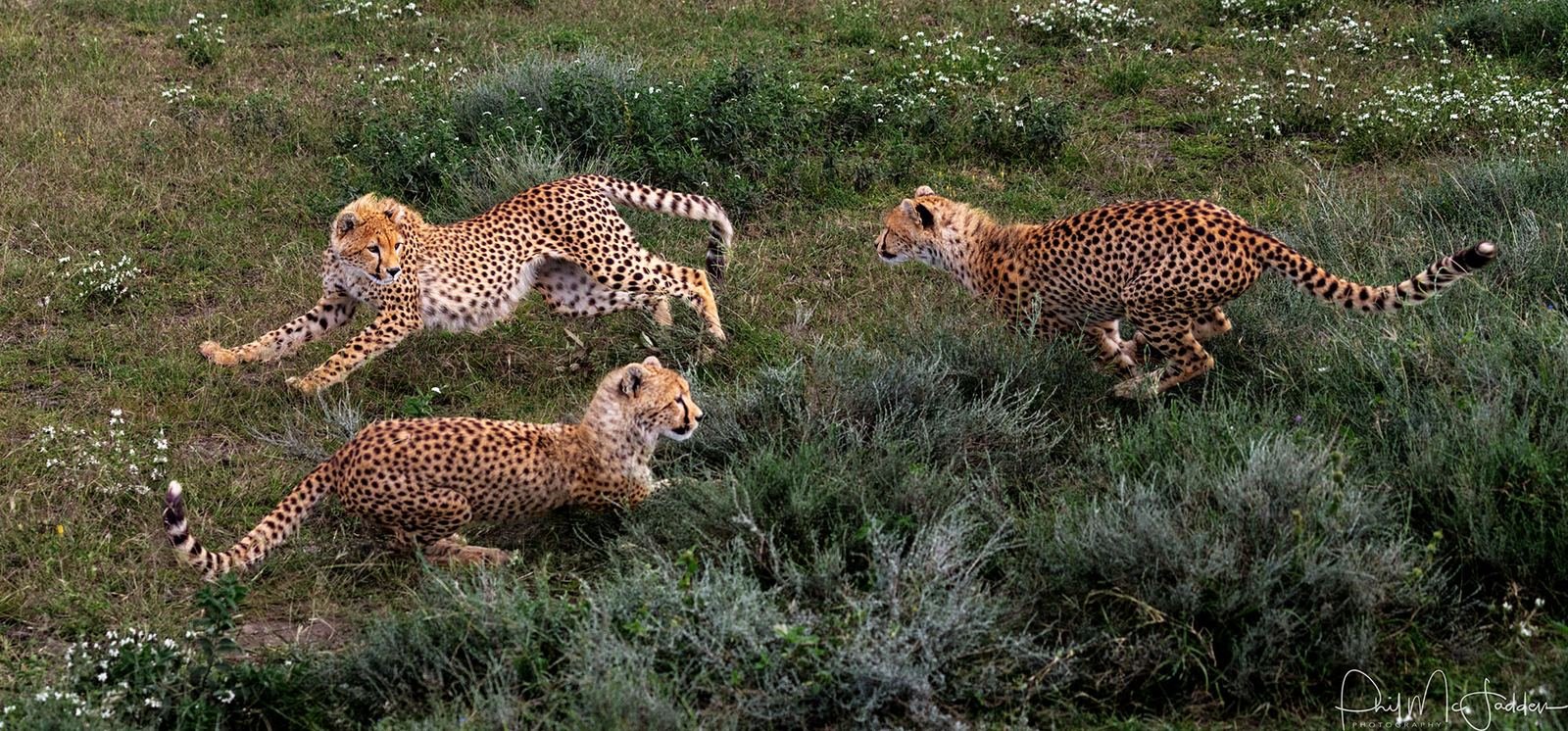 The migration feeds the entire predator economy of the plains.