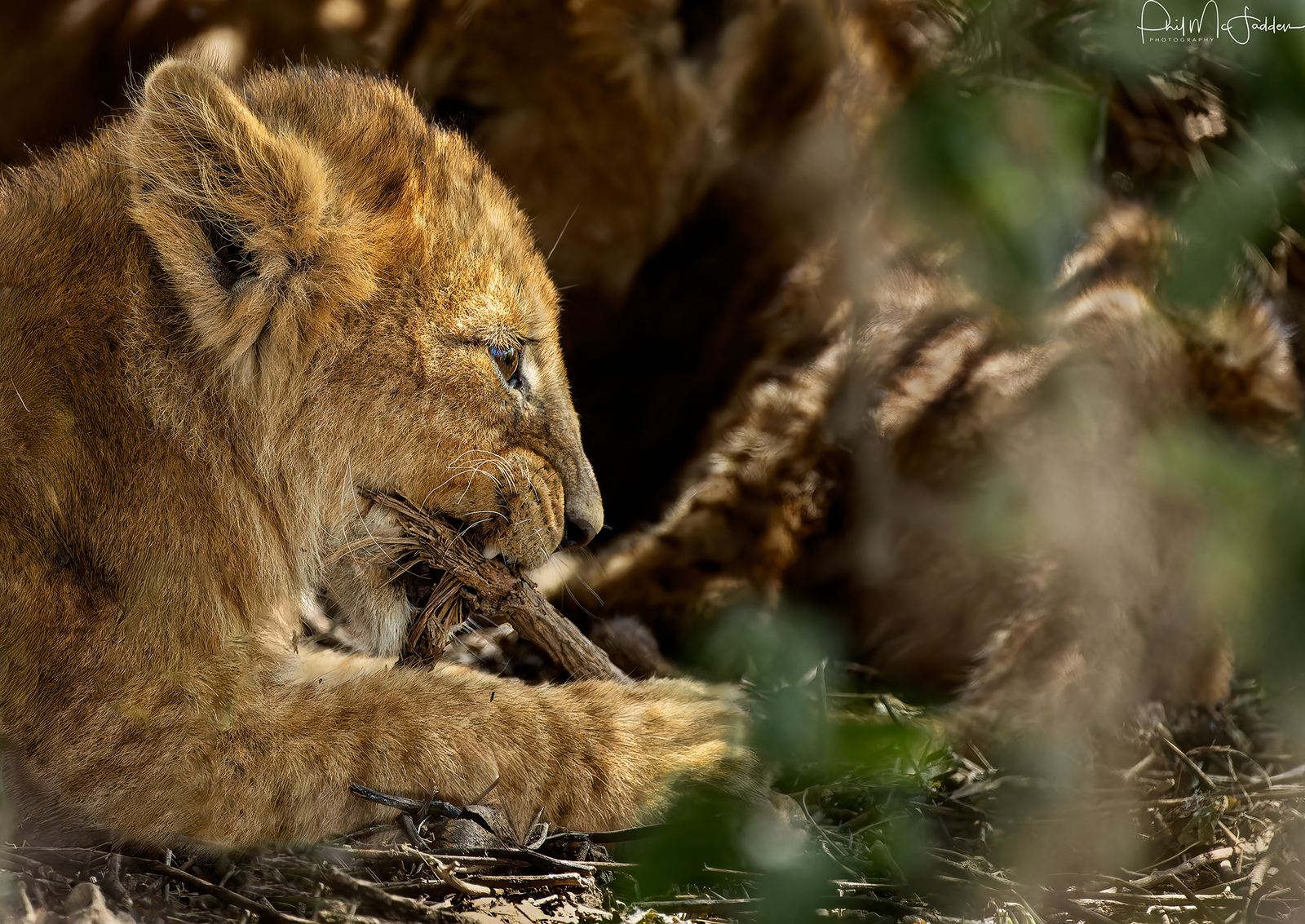 Young lion cubs at Ndutu