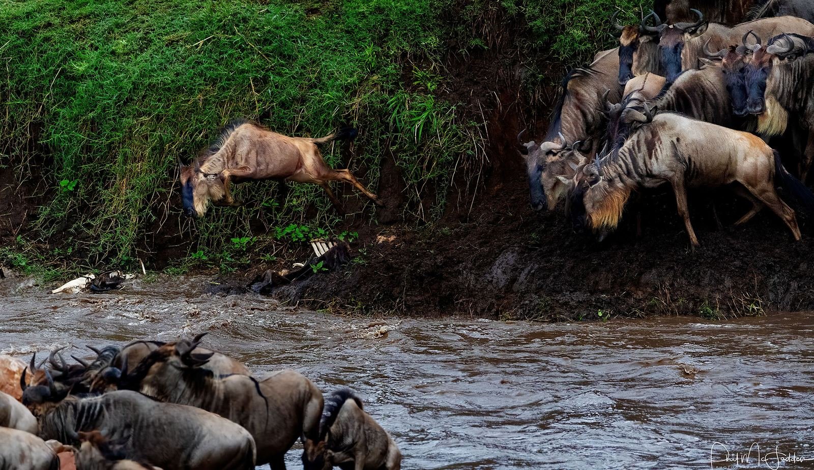 Short-grass plains running to the horizon — the southern Serengeti, where the herds gather to calve.
