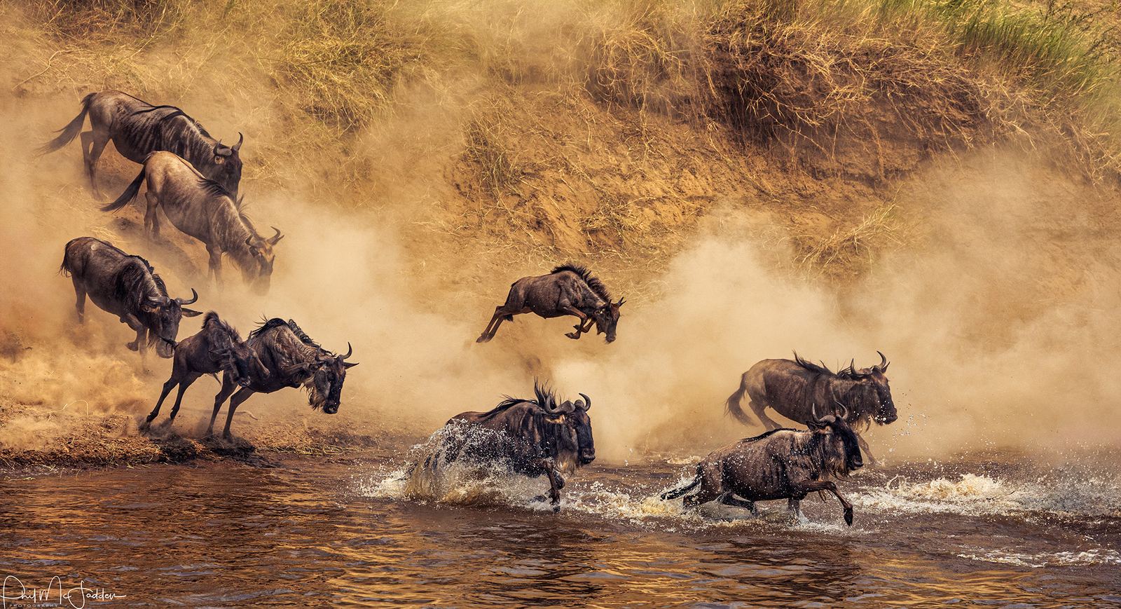 Wildebeest pouring down the bank of the Mara River at Kogatende