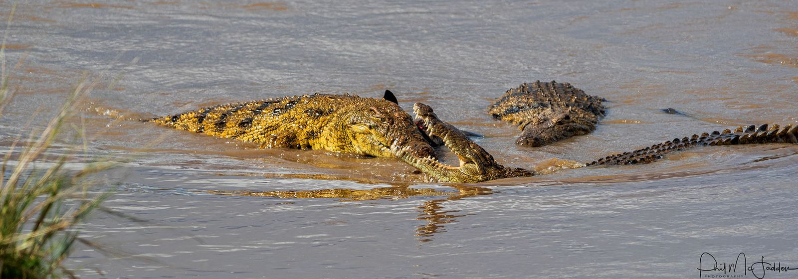 Nile crocodile at a Mara River crossing point