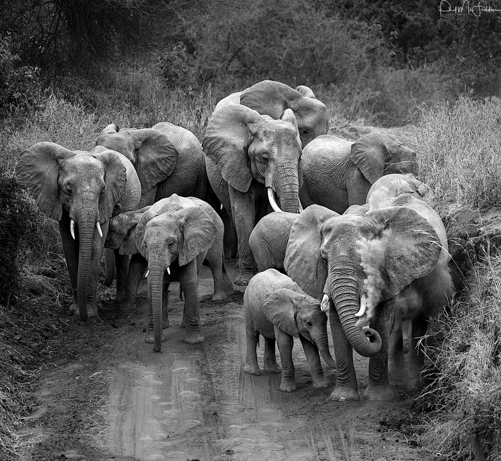 Elephant herd in the dust, Tarangire