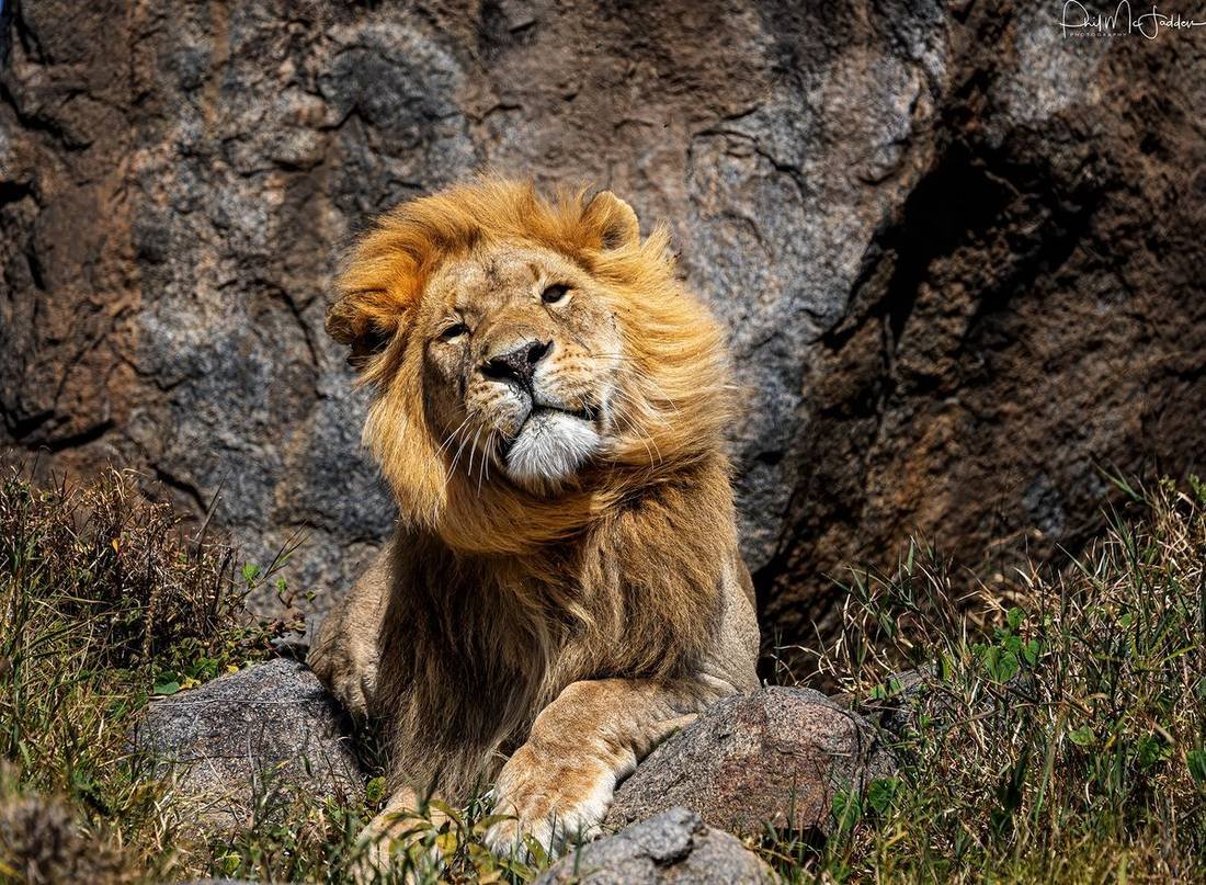 Lion in the Serengeti