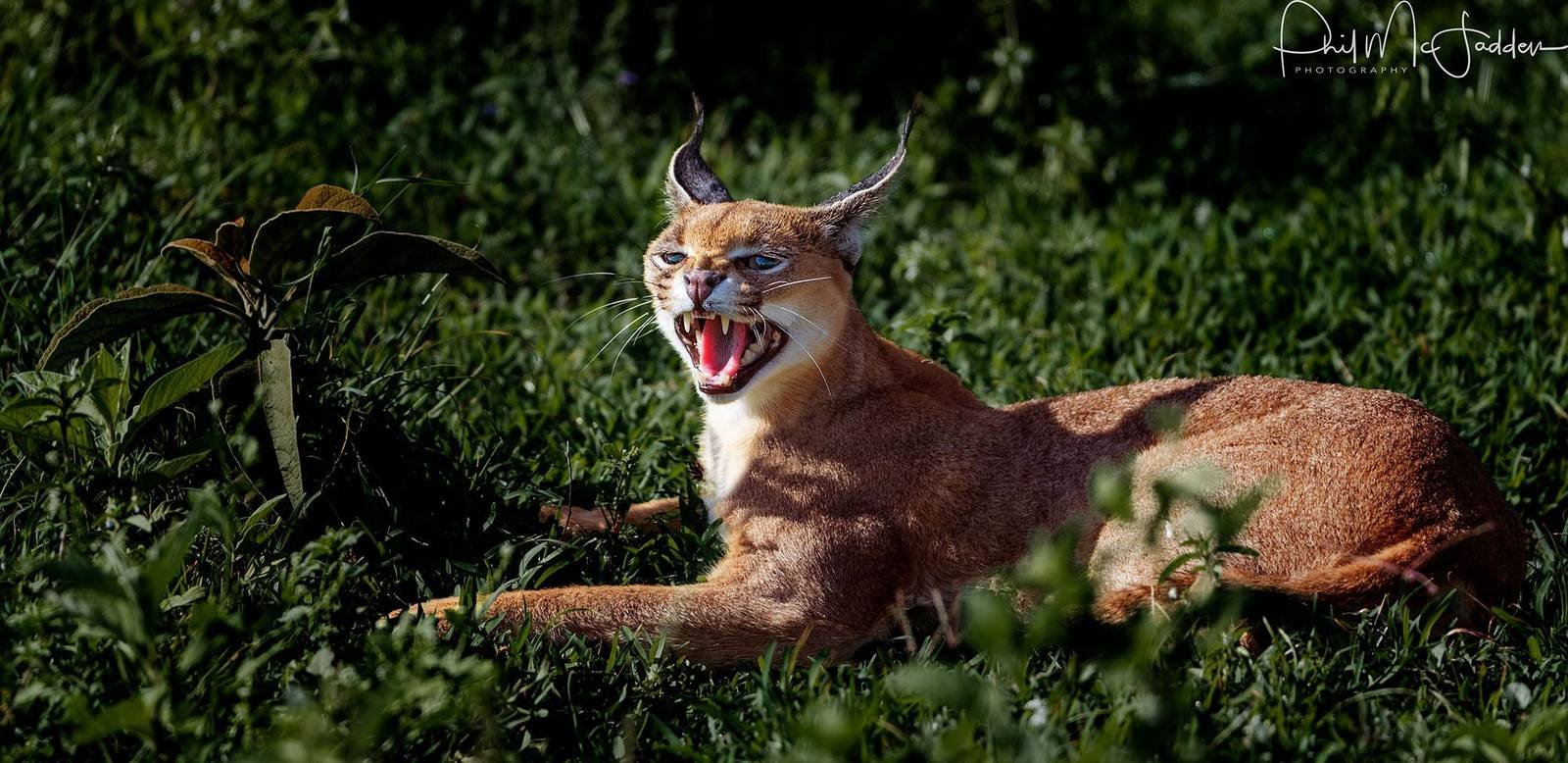 Rare, shy, and no threat to anyone in a vehicle — the caracal.