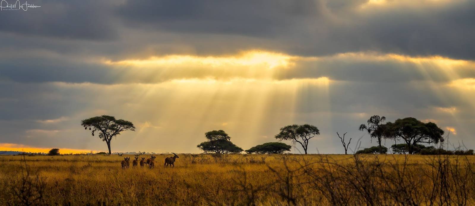 The golden hours bracket every safari day.