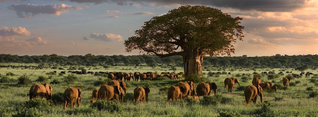 Baobab country: mid-range camps here cost a third of their Serengeti equivalents.