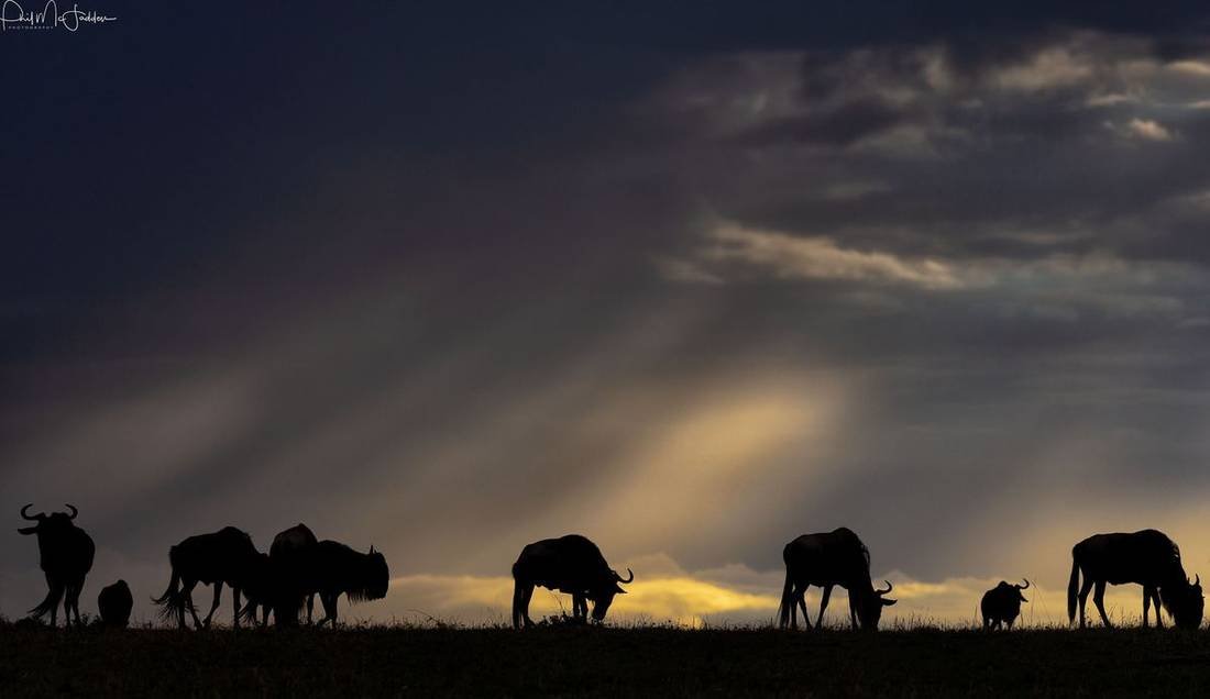 The Great Migration, explained: where the herds are every month