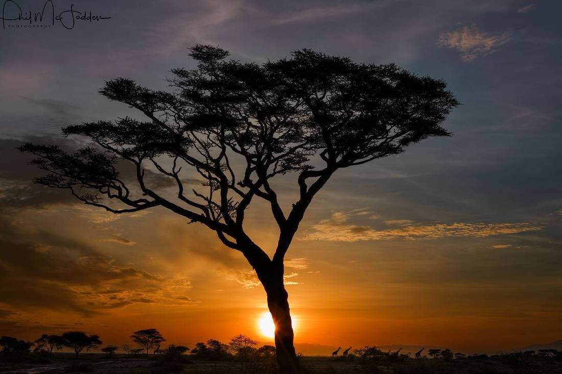 Dawn over the savanna