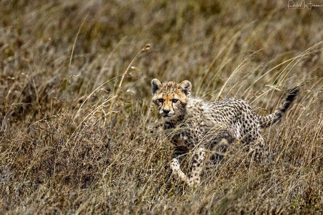 The other side of the paperwork: open country in northern Tanzania, where most first safaris begin the morning after landing.